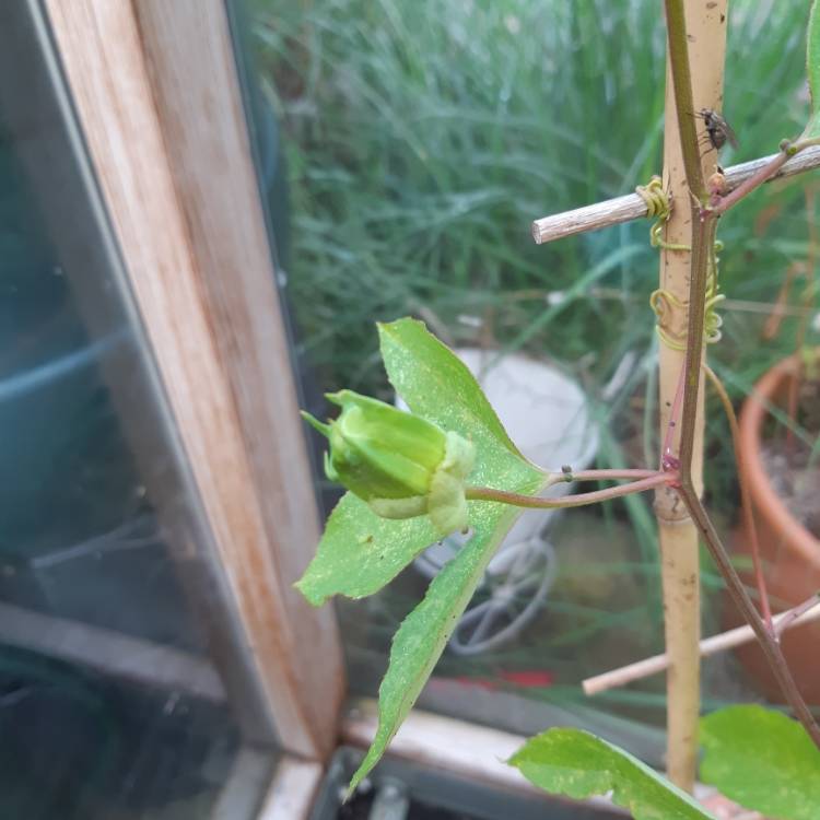 plant image 1163683