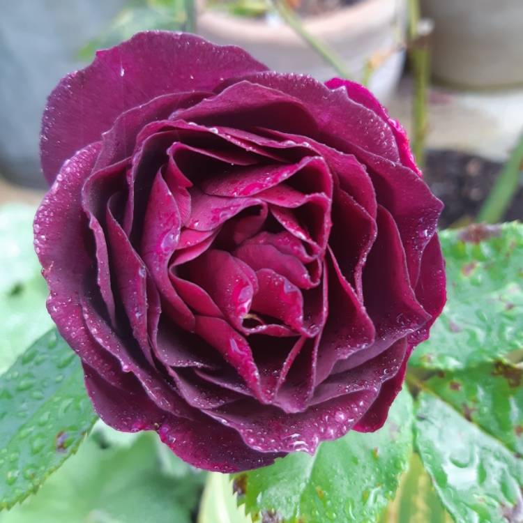 Rosa 'Ebb Tide', Floribunda Rose 'Ebb Tide' - uploaded by @trees.p