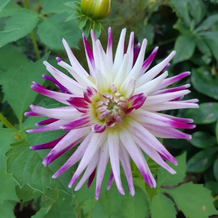 plant image 1166257