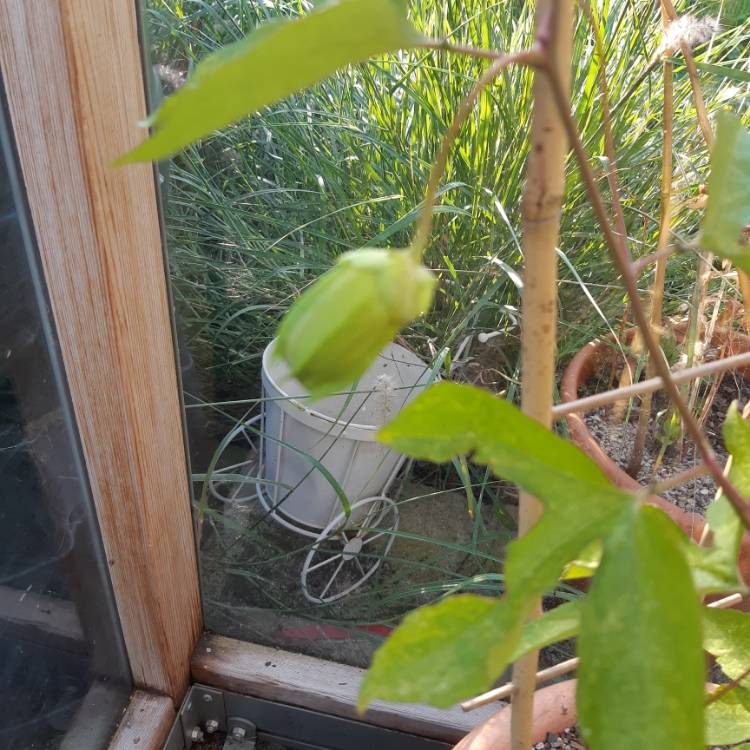 plant image 1166259