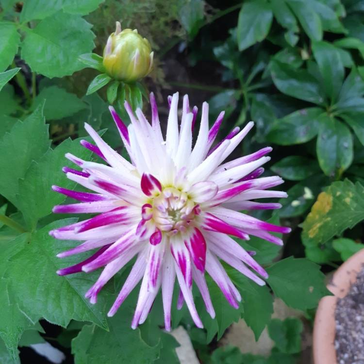 plant image 1167620