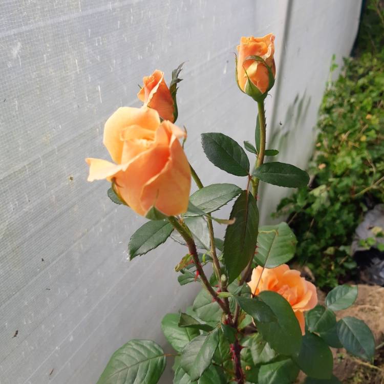 plant image 1168920