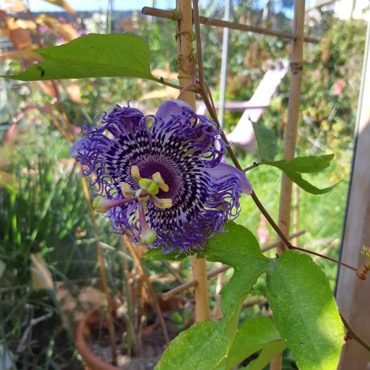 plant image 1169033