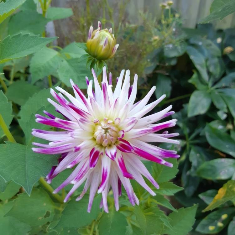 plant image 1169039