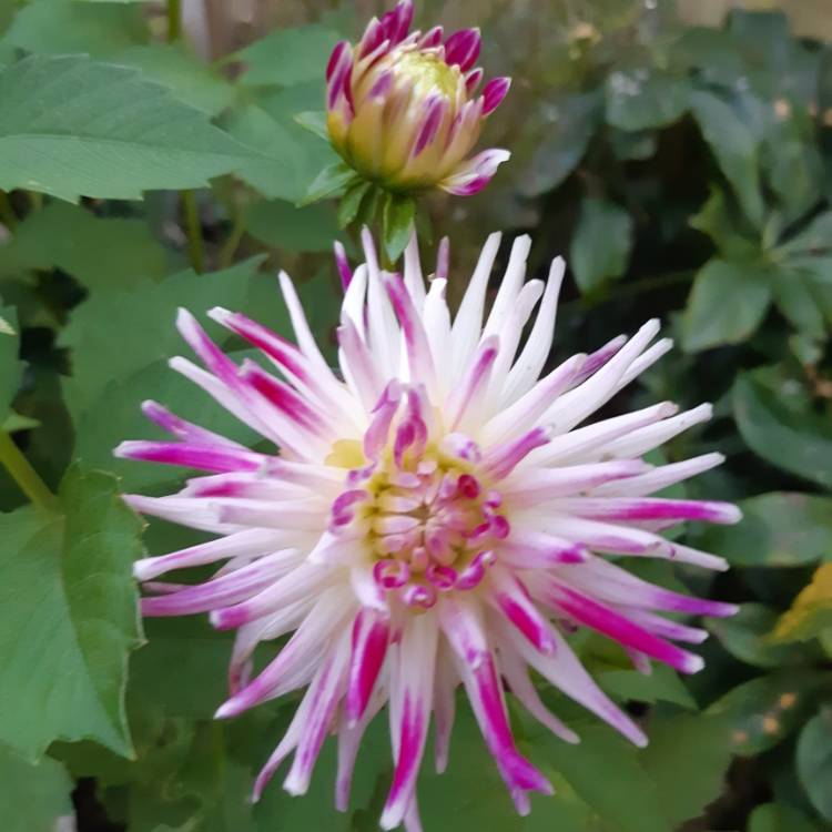 plant image 1171259
