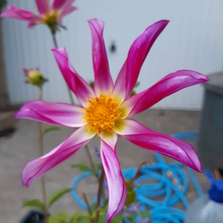 plant image 1171261