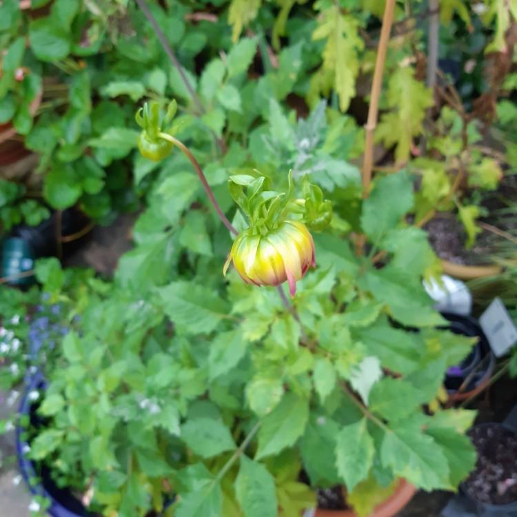 plant image 1171613 plant image 1171613