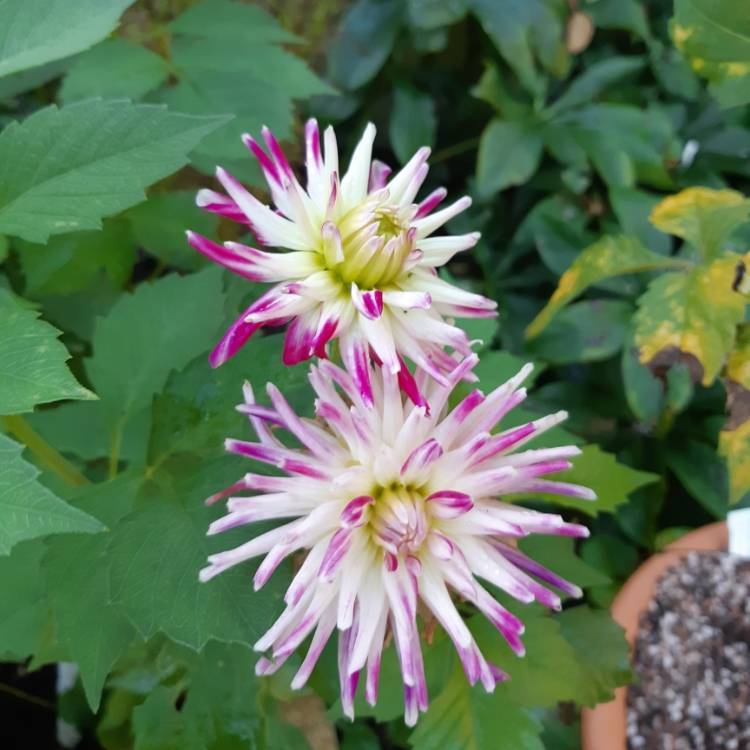 plant image 1174206