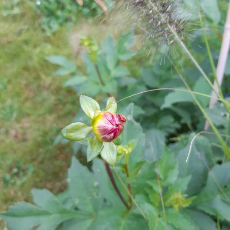 plant image 1175984 plant image 1175984