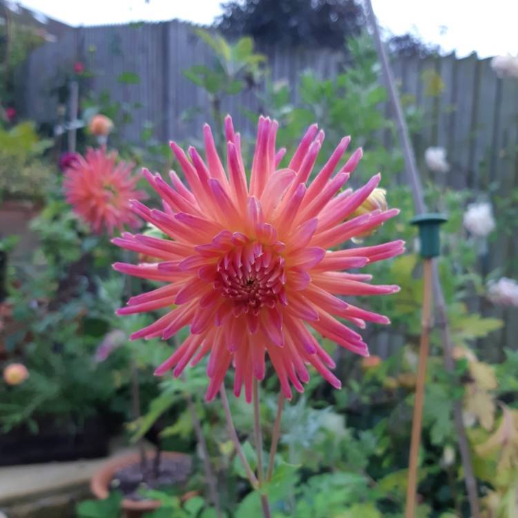 Plant image Dahlia 'Josudi Telstar'