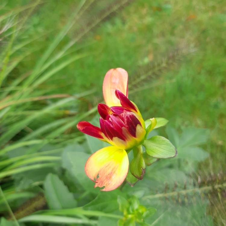 plant image 1179480 plant image 1179480