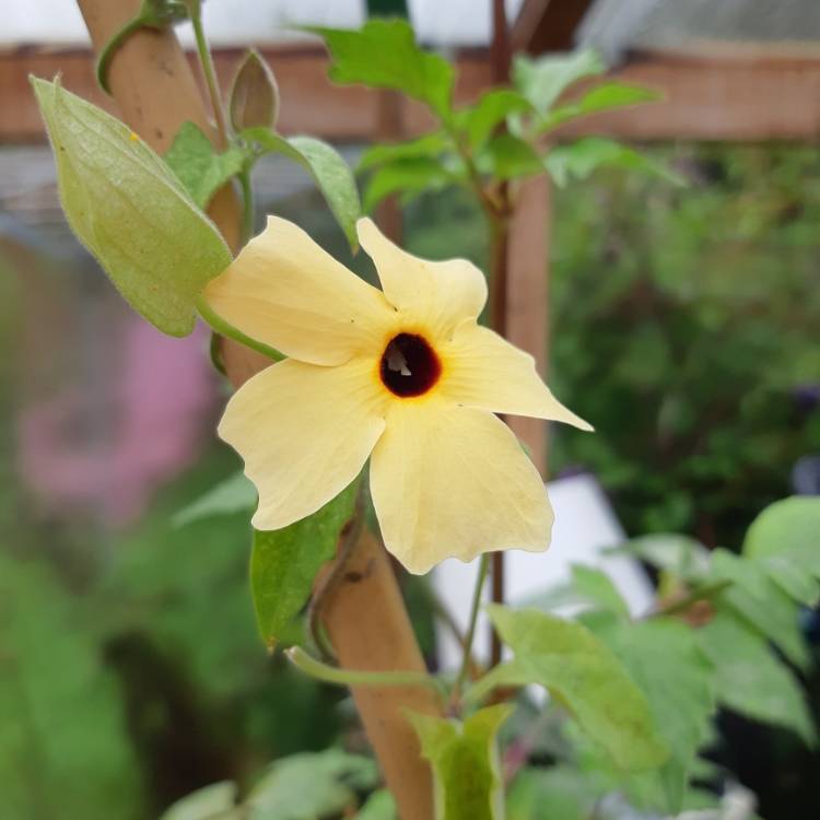 Plant image Thunbergia Alata 'African Sunset'
