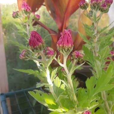 Chrysanthemum Salhouse Joy