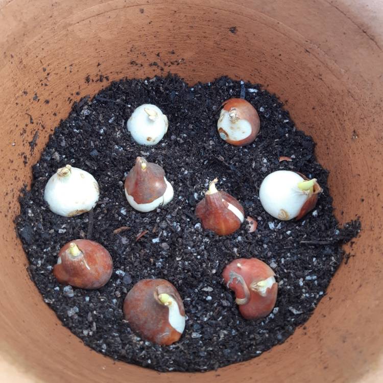 plant image 1205252