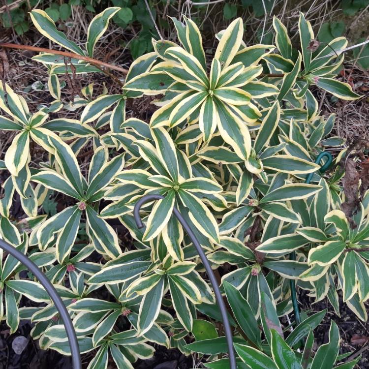plant image 1216482 plant image 1216482