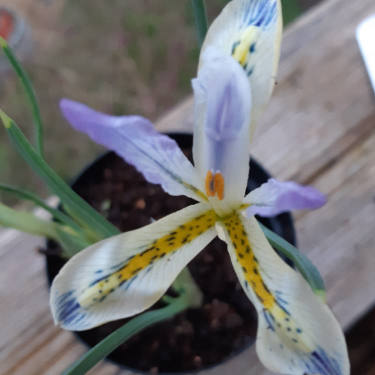 plant image 1222395
