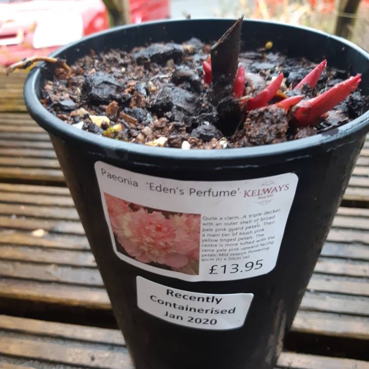 Plant image Paeonia 'Eden's Perfume'
