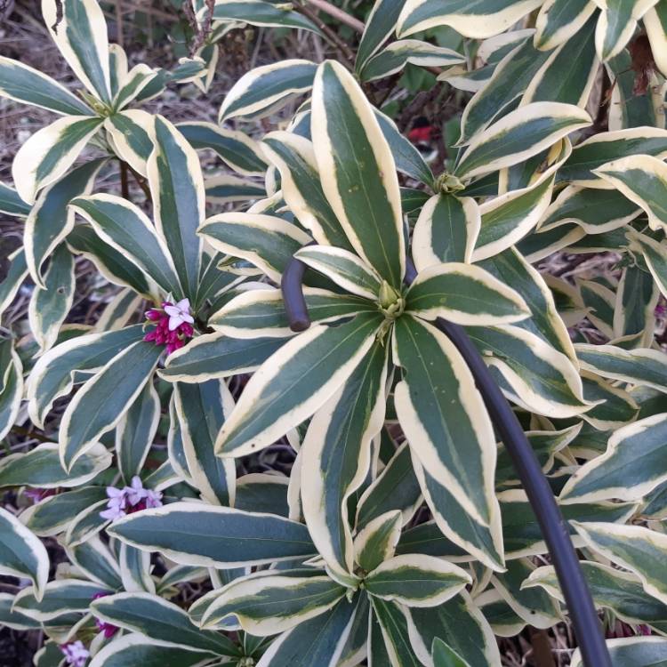 plant image 1231618 plant image 1231618