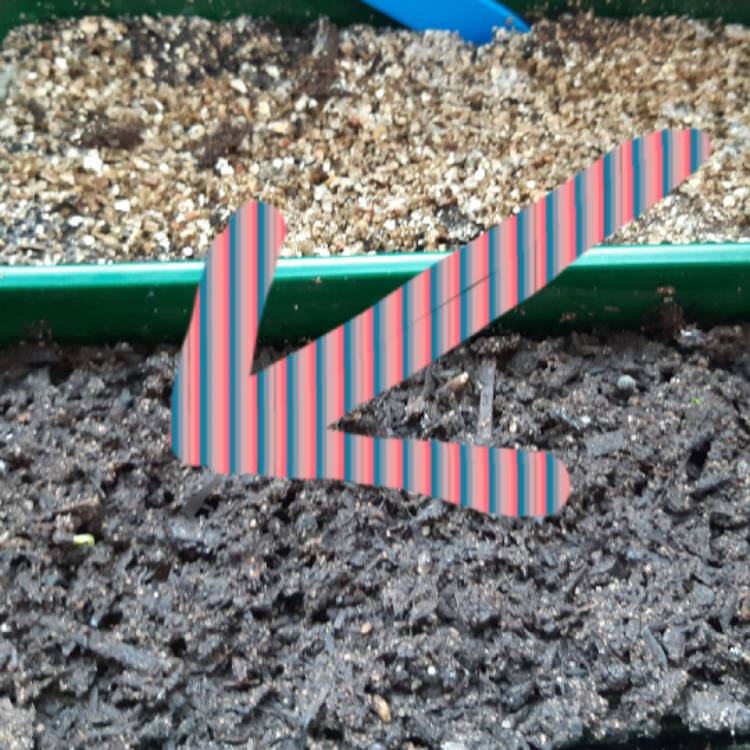 plant image 1238043
