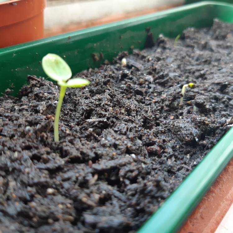 plant image 1239373