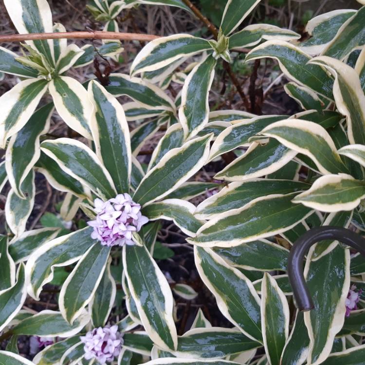 plant image 1241513 plant image 1241513