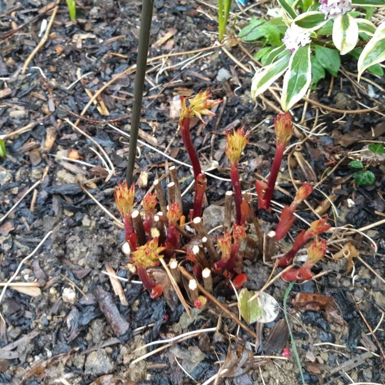 plant image 1241514 plant image 1241514