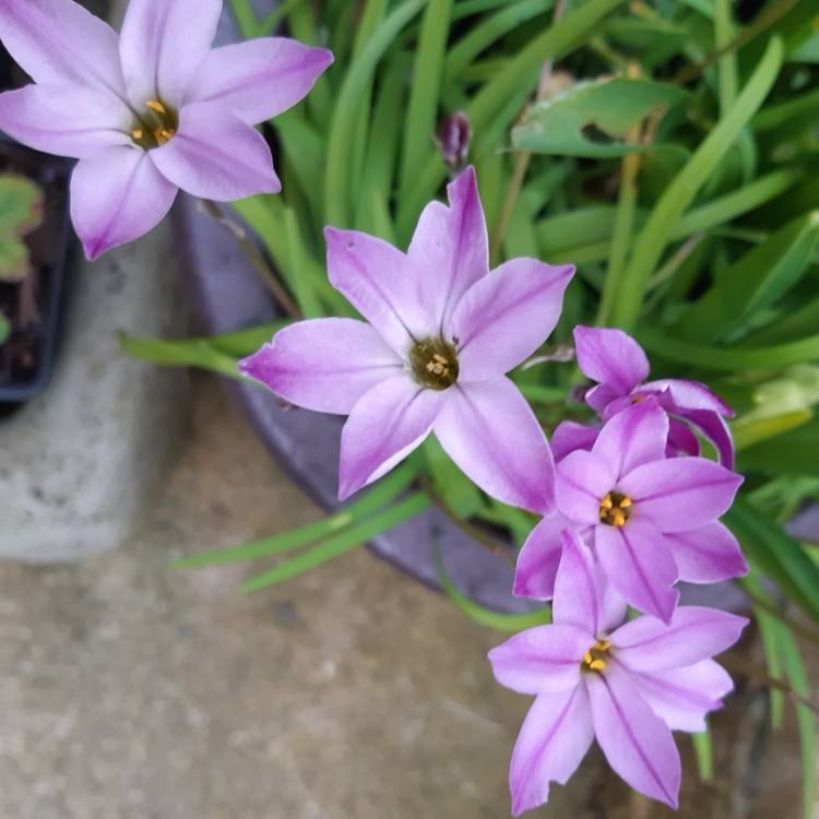 Plant image Ipheion uniflorum 'Charlotte Bishop'