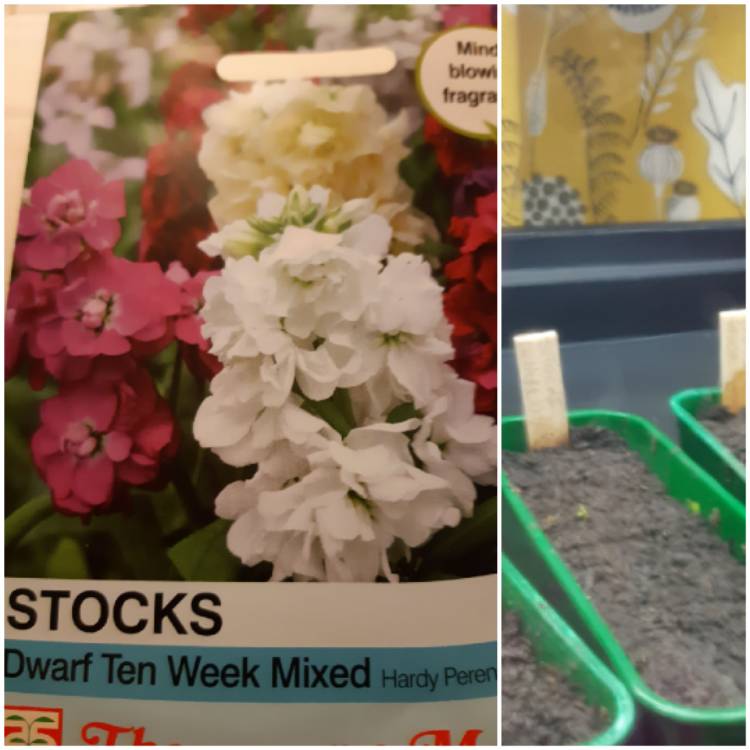 Plant image Matthiola incana
