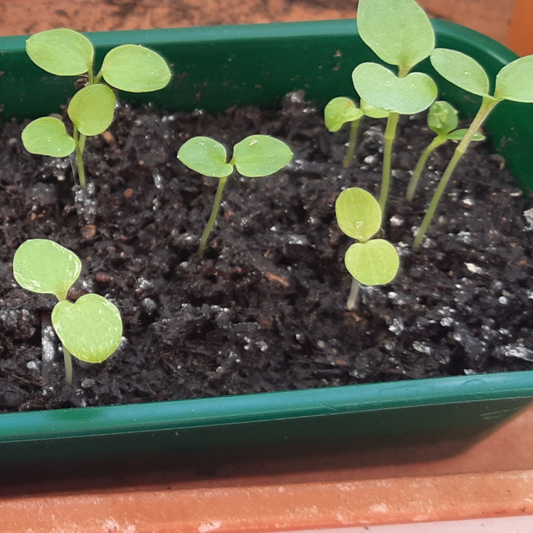 plant image 1245024