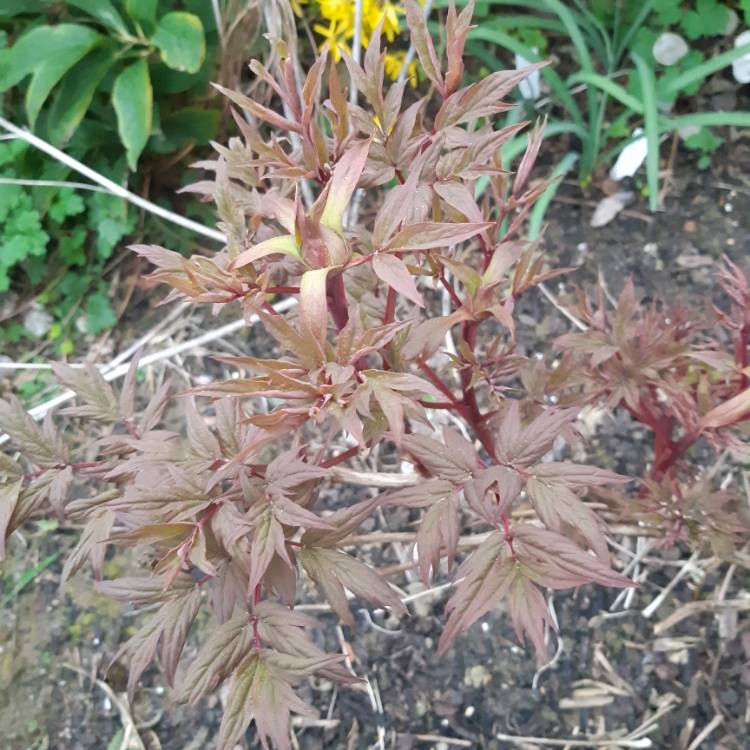 plant image 1248481 plant image 1248481