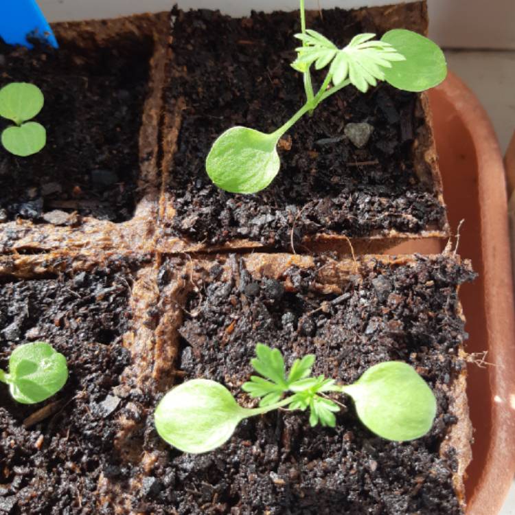 plant image 1250725