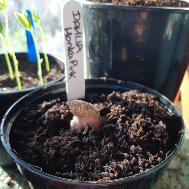 plant image 1252161