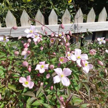 Clematis (Pruning Group 1)