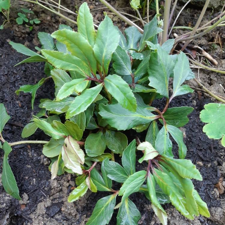 plant image 1265044