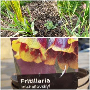 Fritillaria michailovskyi