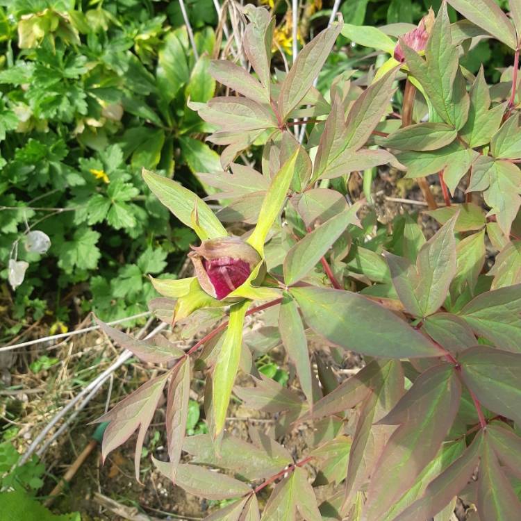 plant image 1267618 plant image 1267618