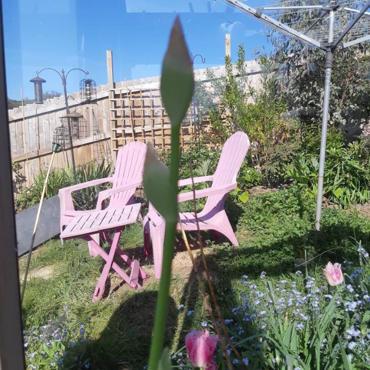 plant image 1268830