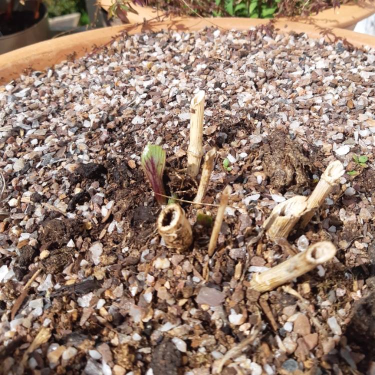 plant image 1269771