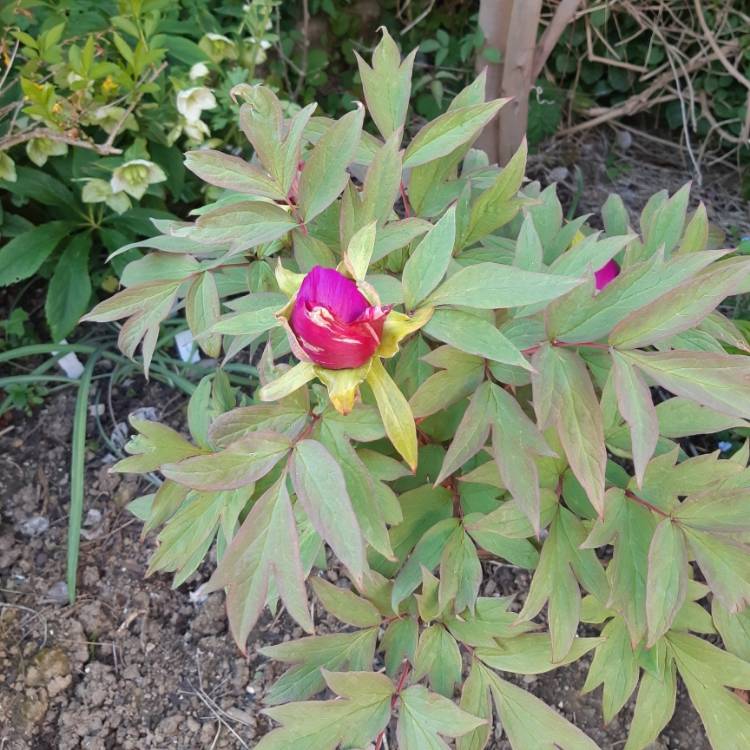 plant image 1273634 plant image 1273634