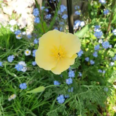 Eschscholzia californica 'Ivory Castle'