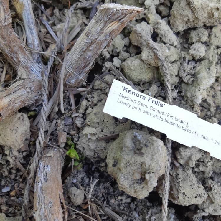 plant image 1280164 plant image 1280164