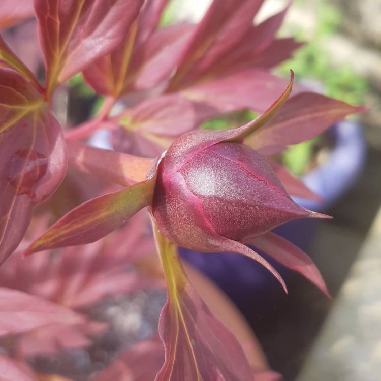 plant image 1287887