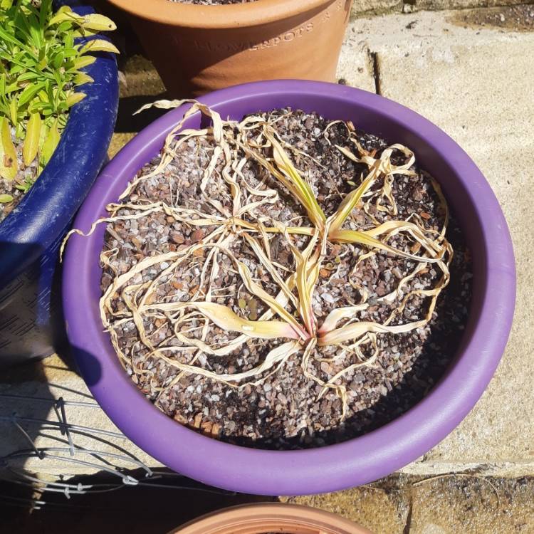 Plant image Allium 'Miami'