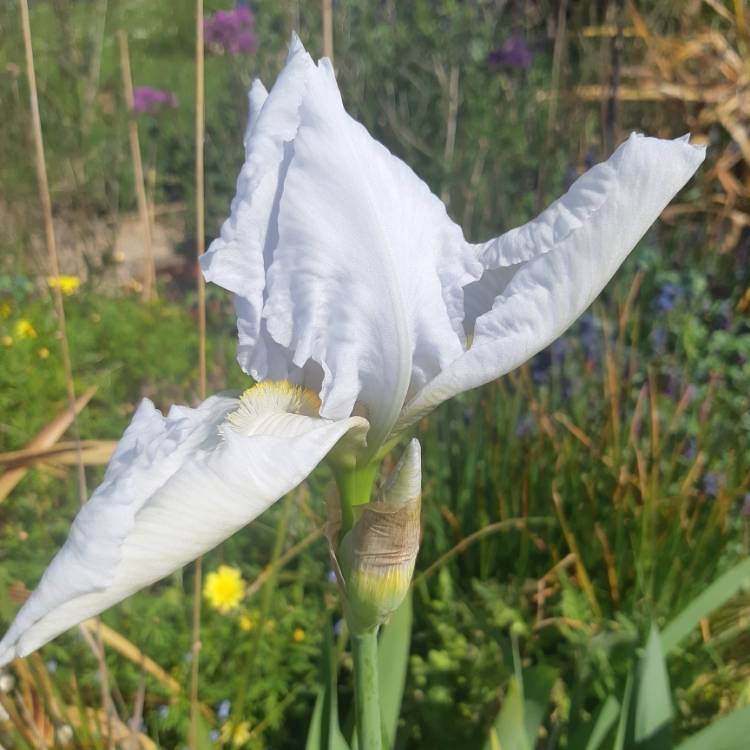 plant image 1293336