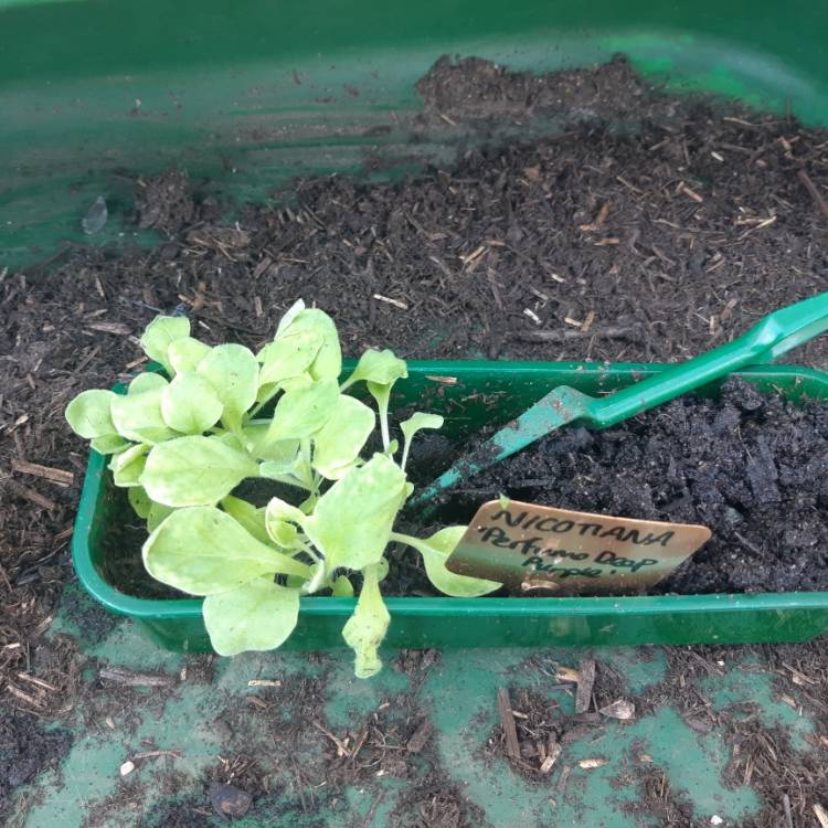 plant image 1294014