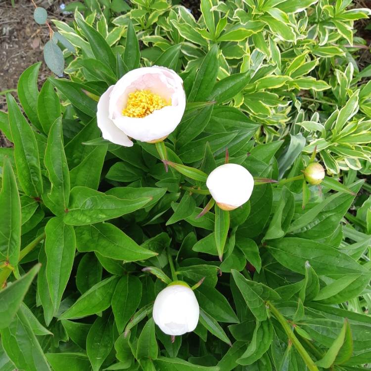plant image 1298956 plant image 1298956