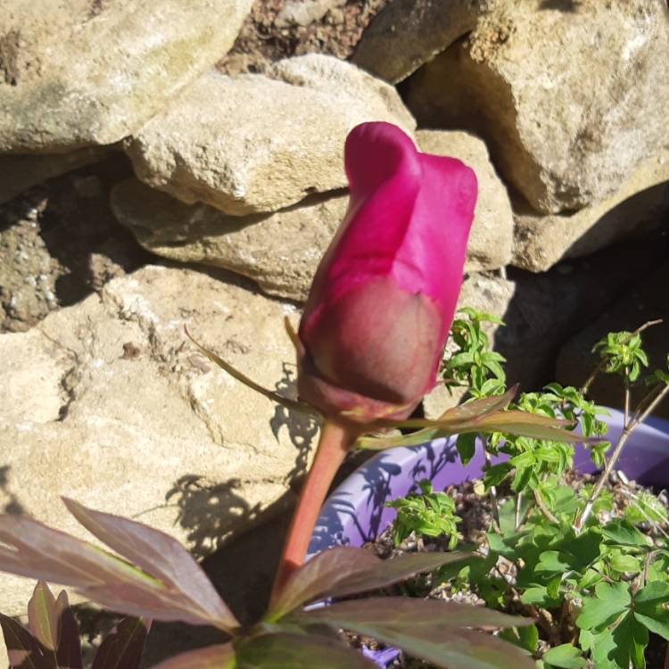 plant image 1309664