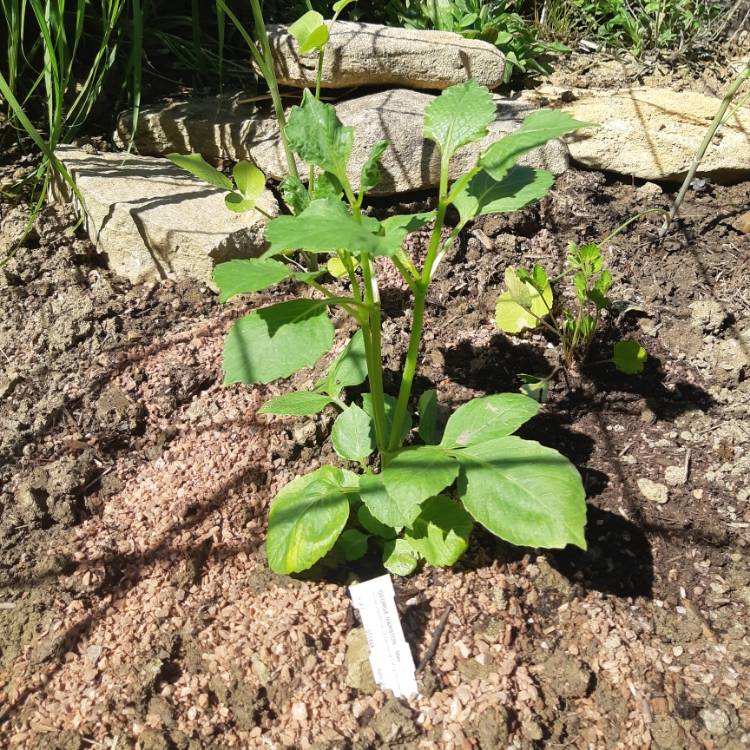 plant image 1310017