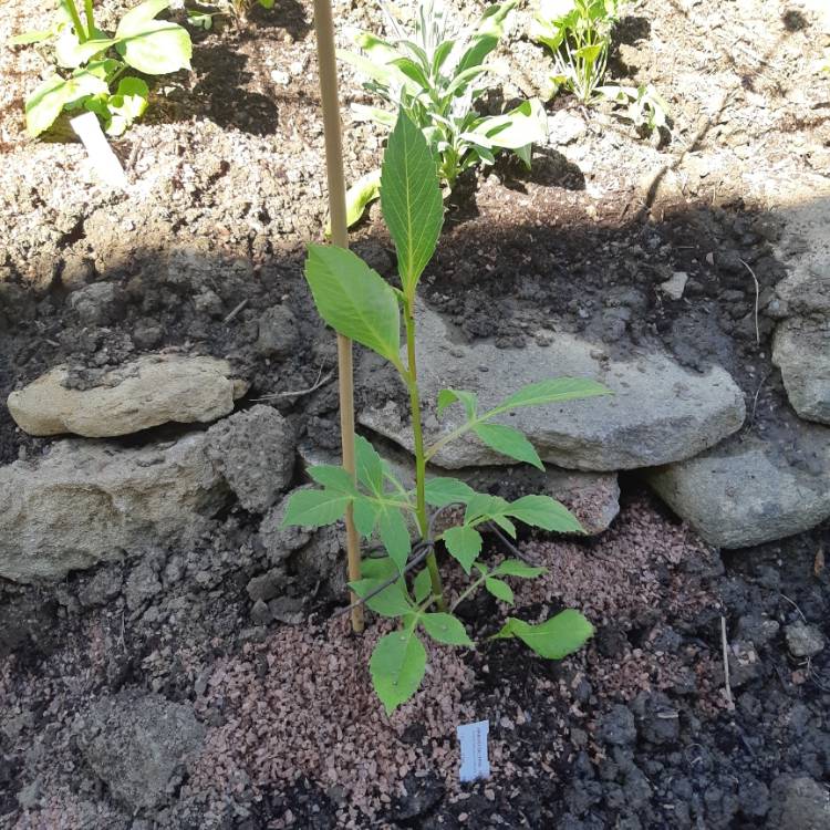 plant image 1310019