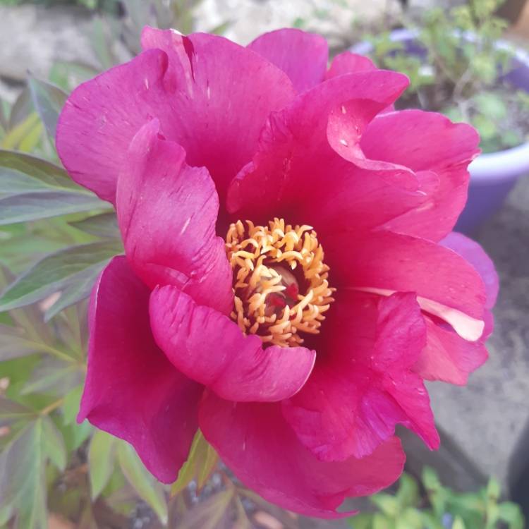 plant image 1317878